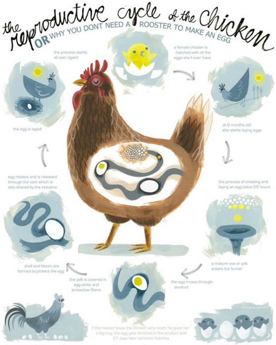 The Reproductive Cycle of the Chicken - Design Crush