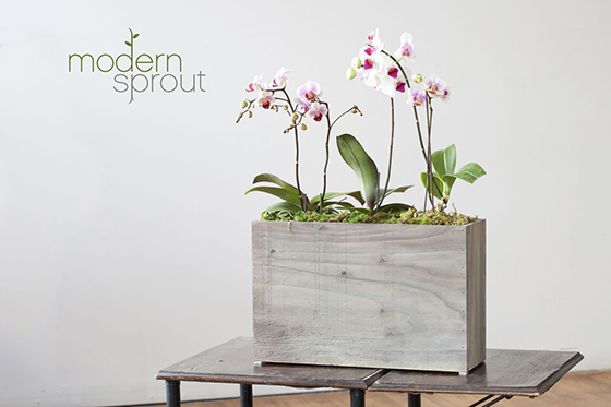 Modern Sprout Hydroponic Planter-1-Design Crush