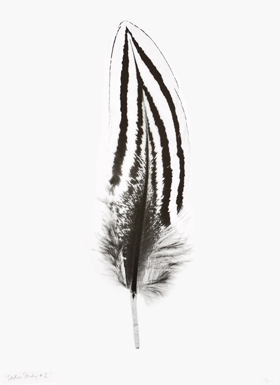 Feather Study-3-Design Crush